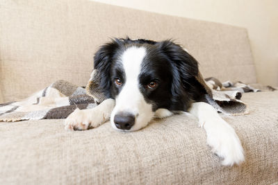 Portrait of dog lying down