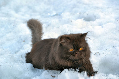 Persian cat relaxing on snowy field