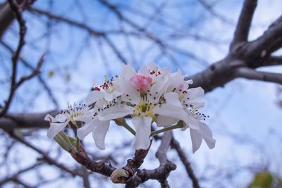 Low angle view of cherry blossom tree against sky