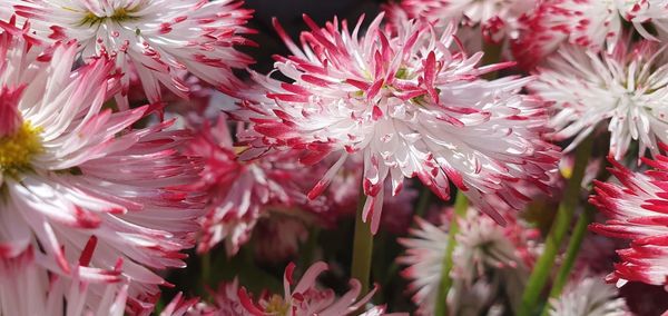 Close-up of pink flowering plants