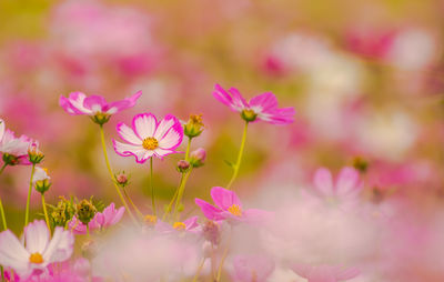 Close-up of pink cosmos flowers