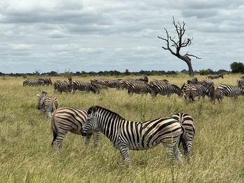 Zebra standing on field