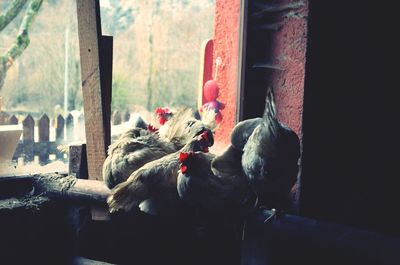 Hens perching on wood indoors