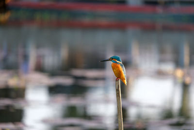 Close-up of bird perching on branch