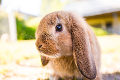 Close-up of a rabbit