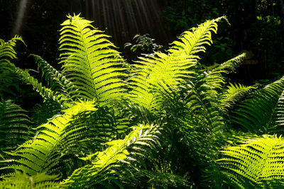 Close-up of fern leaves