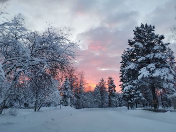 Trees on snow covered field against sky during sunset