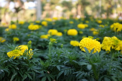 Close-up of yellow flowering plants on field