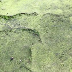 Full frame shot of leaf