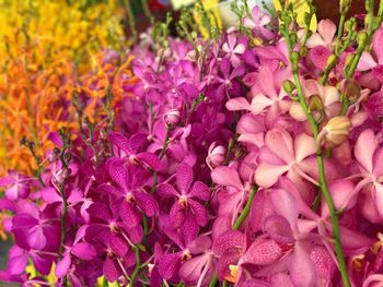 Close-up of pink flowers blooming outdoors