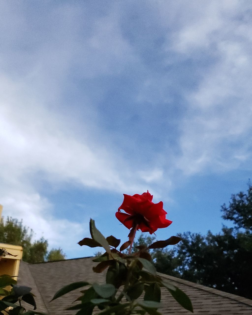 LOW ANGLE VIEW OF ROSE AGAINST SKY