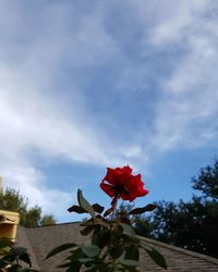 Low angle view of red rose against sky