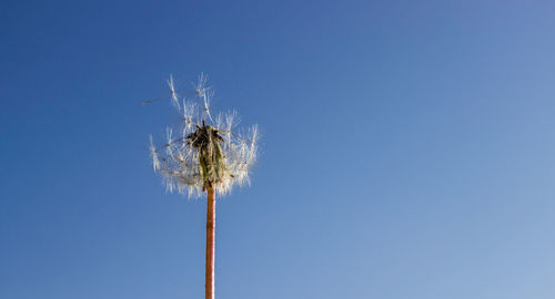 Low angle view of dandelion against clear blue sky