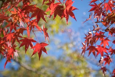 Close-up of maple leaves on tree