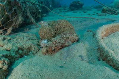 Fish swimming in sea