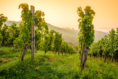 Vines in vineyard with back lit sun in morning