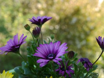 Close-up of purple flowering plants