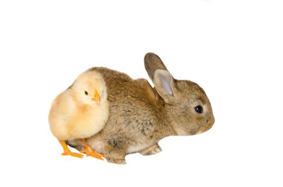 Close-up of sheep over white background