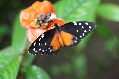 Close-up of butterfly on flower