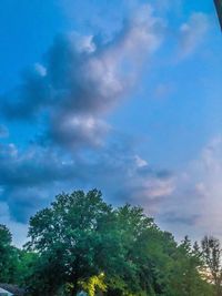 Low angle view of tree against sky