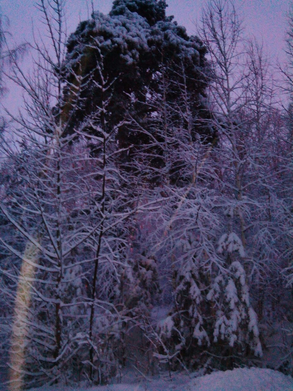 bare tree, tranquility, winter, tree, cold temperature, snow, nature, tranquil scene, branch, beauty in nature, field, scenics, landscape, growth, season, non-urban scene, outdoors, sky, no people, forest