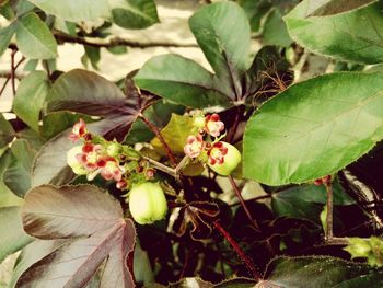 Close-up of flowering plants on tree