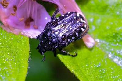 Close-up of insect on leaf