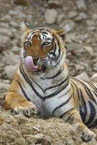 Close-up of a tiger