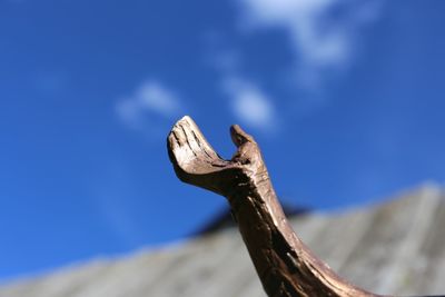 Close-up of lizard on metal against blue sky