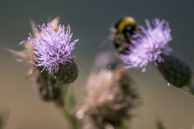 Close-up of honey bee on thistle