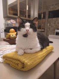 Portrait of cat sitting on table