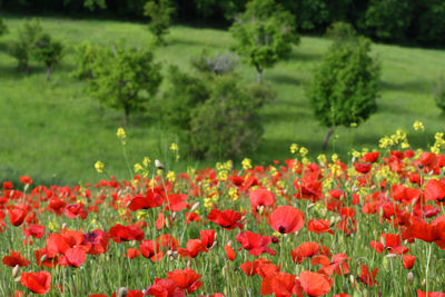 Close-up of red flowering plants on field