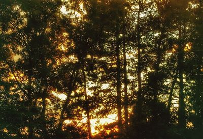 Sun shining through trees