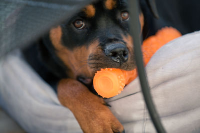 Close-up of black dog