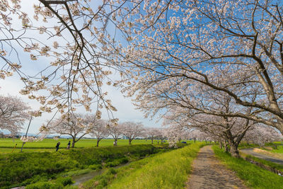 Cherry blossom trees along the river 
 kusaba river, chikuzen town, fukuoka prefecture