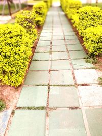 Close-up of yellow plants