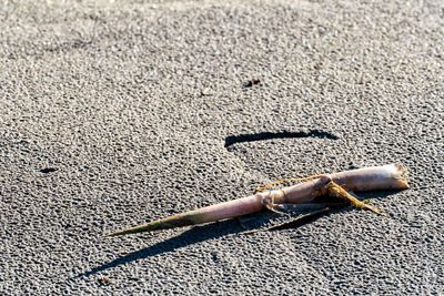 High angle view of cigarette on sand at beach