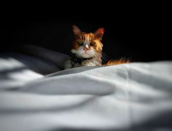 Close-up portrait of a cat