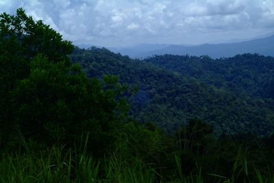 Scenic view of forest against sky