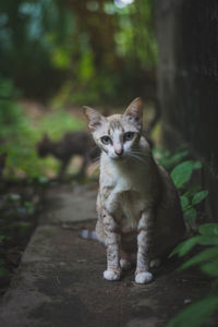 Portrait of cat sitting on street