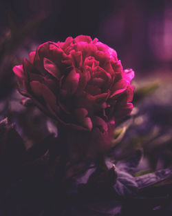 Close-up of pink rose flower