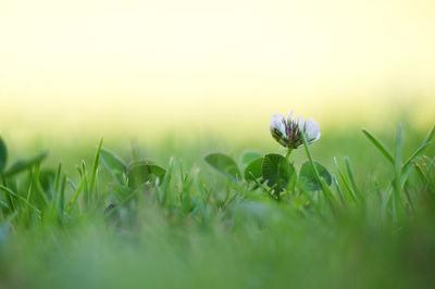 Close-up of flowering plants on field