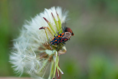 Close-up of insect on flower