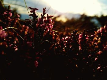 Close-up of flower tree against sky