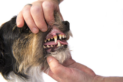 Close-up of a hand holding dog over white background