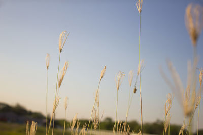 Close-up of stalks in field against sky