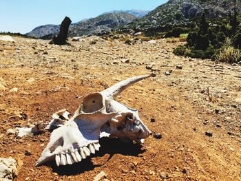 View of animal skull on field