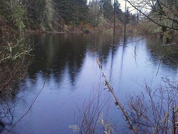 Reflection of trees in lake