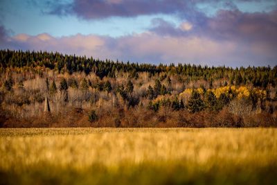 Scenic view of field against sky