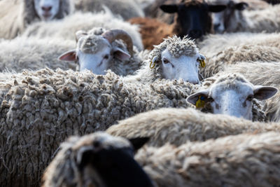 The sheep peacefully graze in the pen. a lot of beautiful lambs. the rays of the sun illuminate.